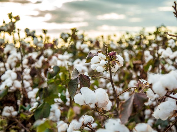 organic cotton