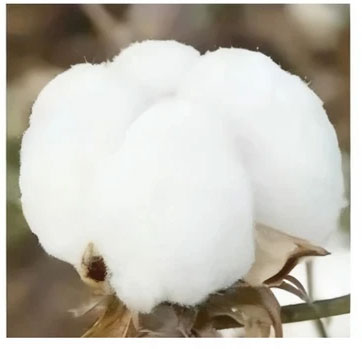Fine cotton
